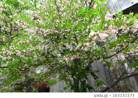 エゴノキの花 エゴノキの花 103131573