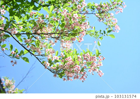 エゴノキの花 103131574