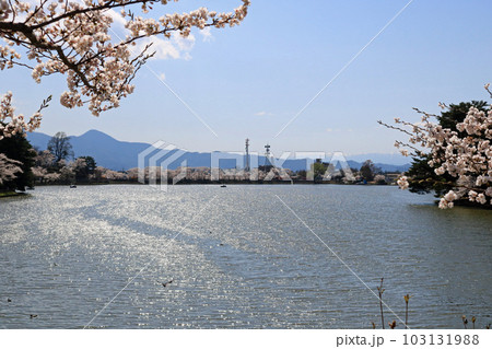 春の高松の池 春の高松の池 103131988