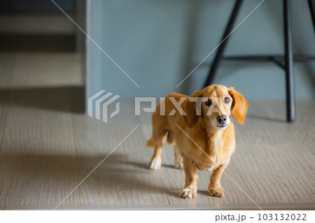 ペット　ミニチュアダックス 103132022