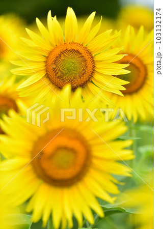 満開のヒマワリ・夏イメージ 満開のヒマワリ・夏イメージ 103132174