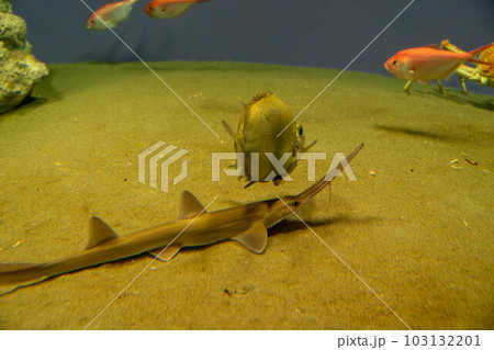 ノコギリザメとキンメダイとツボダイ ノコギリザメとキンメダイとツボダイ 103132201