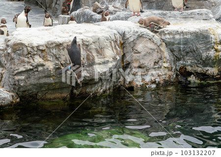 飛び込むフンボルトペンギン 飛び込むフンボルトペンギン 103132207