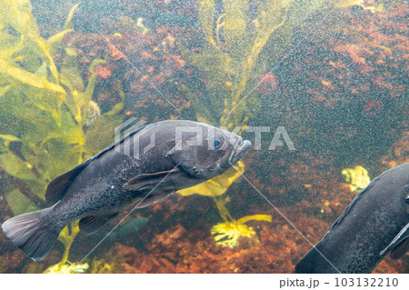 ブラックロックフィッシュ 103132210