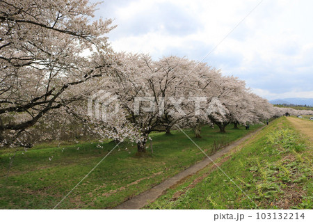 雫石川園地の桜並木 雫石川園地の桜並木 103132214