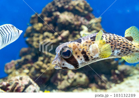 ヒトヅラハリセンボン 103132289