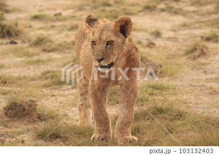 アフリカ　ケニア　サバンナの動物 103132403