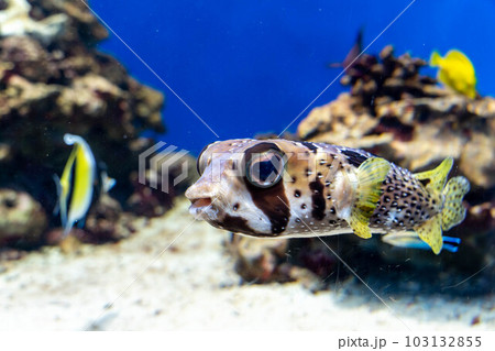 ヒトヅラハリセンボン 103132855