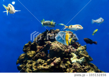 ベニオチョウチョウウオ 103132856