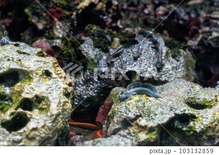 ニセカエルウオ 103132859