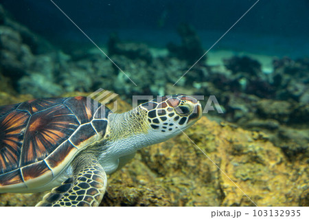 アオウミガメ 103132935