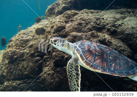 アオウミガメ 103132939