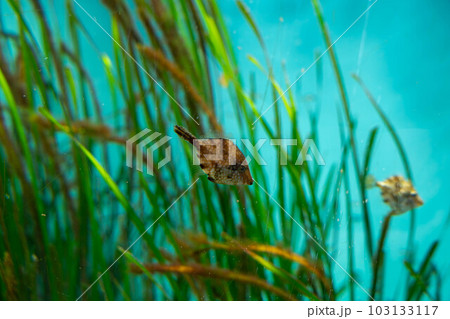 アミメハギ 103133117