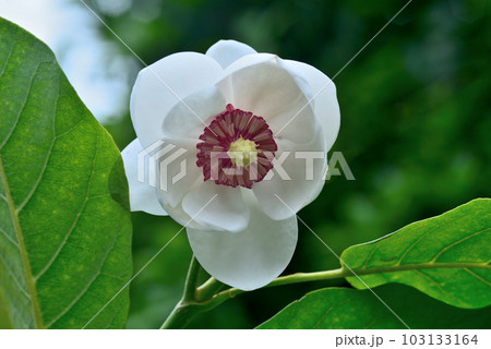 純白な花弁に紅色の雌しべが美しい花 103133164