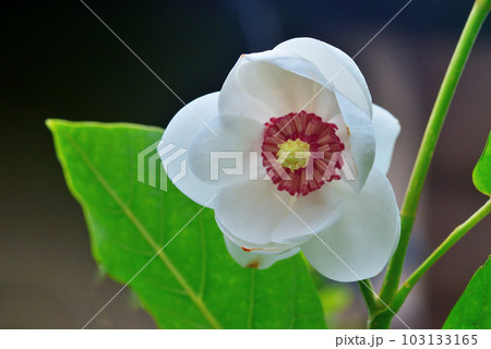 純白な花弁に紅色の雌しべが美しい花 純白な花弁に紅色の雌しべが美しい花 103133165
