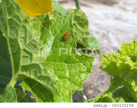 メロンの葉を食害するウリハムシ メロンの葉を食害するウリハムシ 103133239