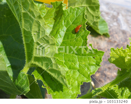 メロンの葉を食害するウリハムシ 103133240