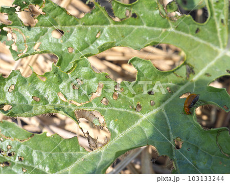 スイカの葉を食害するウリハムシ 103133244