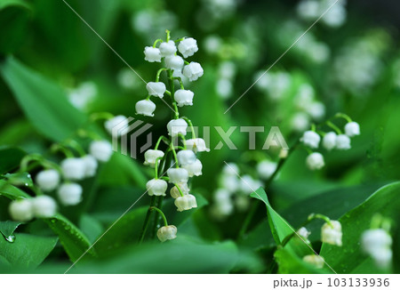 可憐な姿で草原に咲くスズラン 103133936