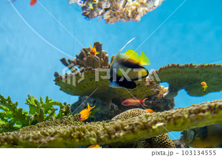 レッドシーバナーフィッシュと小さな熱帯魚 レッドシーバナーフィッシュと小さな熱帯魚 103134555