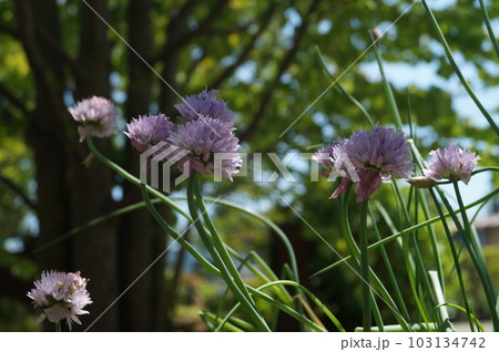 薄紫の花チャイブの花 薄紫の花チャイブの花 103134742