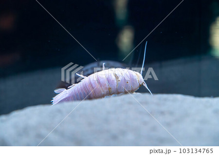 オオグソクムシ 103134765