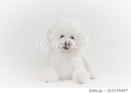 トイプードル トイプードル 103134847