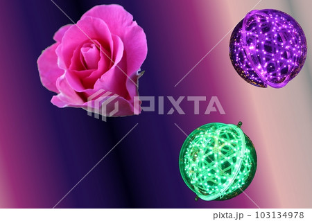 しっとりとコントラストな　バラ　 103134978