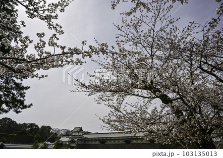 満開の桜が美しい金沢城公園 103135013
