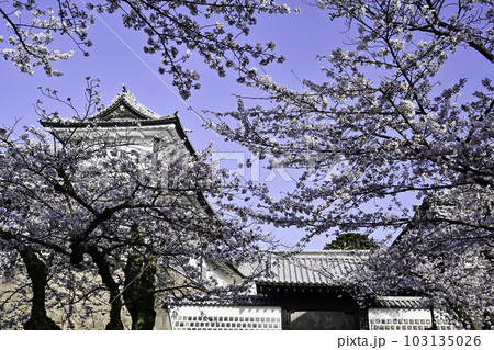 満開の桜が美しい金沢城公園 103135026