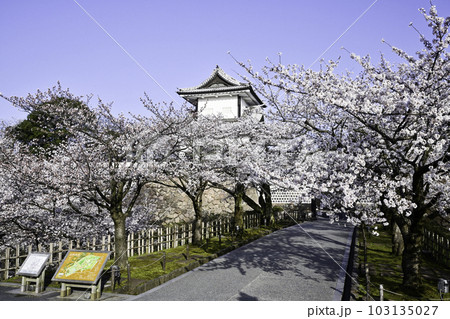 満開の桜が美しい金沢城公園 103135027