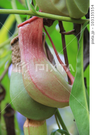 食虫植物/捕虫袋を備えた落とし穴式の食虫植物 103135554