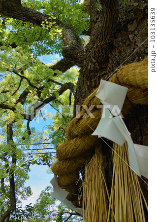 新熊野神社 影向の大樟 (京都市東山区) 新熊野神社 影向の大樟 (京都市東山区) 103135639
