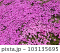 画面いっぱいのピンクの芝桜 103135695