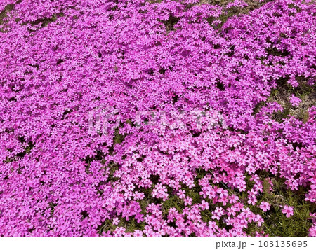 画面いっぱいのピンクの芝桜 103135695