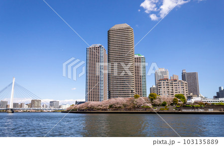 東京　佃　満開の桜 103135889
