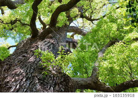 新熊野神社 影向の大樟 (京都市東山区) 新熊野神社 影向の大樟 (京都市東山区) 103135918