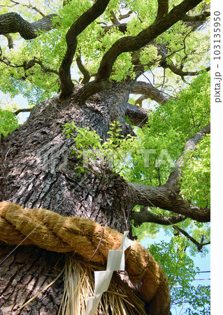 新熊野神社 影向の大樟 (京都市東山区) 新熊野神社 影向の大樟 (京都市東山区) 103135950