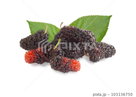 Fresh mulberry fruit  isolated on white background 103136750