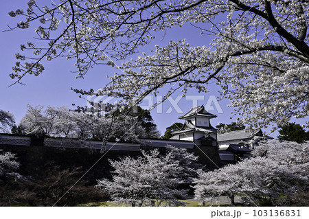 満開の桜が美しい金沢城公園 満開の桜が美しい金沢城公園 103136831