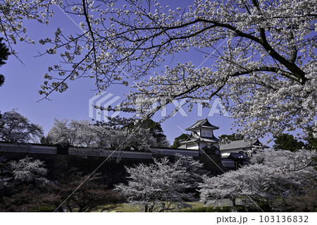 満開の桜が美しい金沢城公園 満開の桜が美しい金沢城公園 103136832