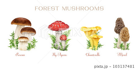 Forest mushrooms vintage style set. Watercolor illustration. Hand drawn porcini, fly agaric, chanterelle, morel mushrooms decorated with green moss. Vintage style mushroom botanical illustration set Forest mushrooms vintage style set. Watercolor illustration. Hand drawn porcini, fly agaric, chanterelle, morel mushrooms decorated with green moss. Vintage style mushroom botanical illustration set 103137481