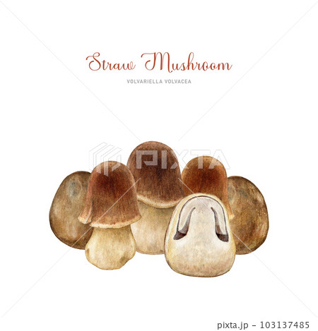 Straw mushroom group watercolor illustration. Hand painted Volvariella volvacea fungi botanical detailed illustration. Fresh straw mushroom asian cuisine element. White background 103137485
