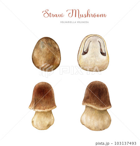 Fresh straw mushroom set. Watercolor illustration. Hand painted Volvariella volvacea fungi close up detailed illustration. Straw mushroom asian cuisine element. White background 103137493