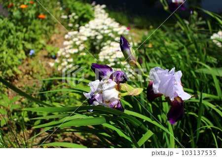 路上開花 あやめ 5月の節句 親の願い! 路上開花 あやめ 5月の節句 親の願い! 103137535