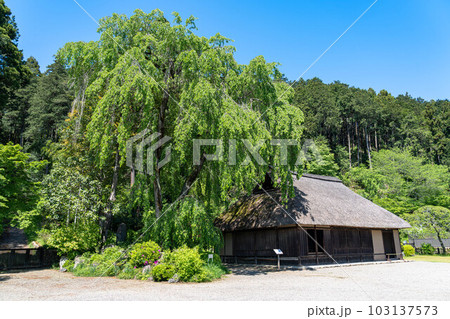 高麗神社旧高麗家住宅と枝垂れ桜新緑 103137573