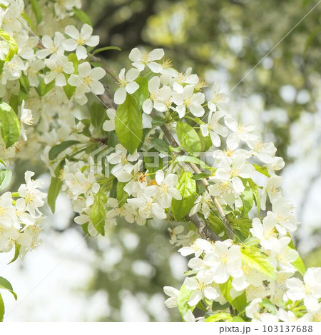 白い花が咲く木 103137688