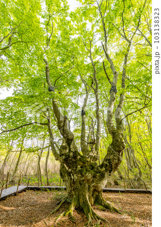 中島台・獅子ヶ鼻湿原の春　あがりこ大王　森の巨人　ブナの巨樹 103138323
