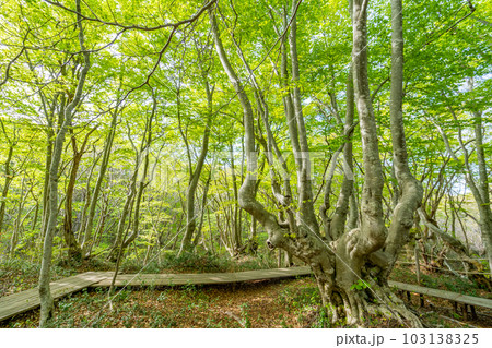 中島台・獅子ヶ鼻湿原の春　あがりこ女王 103138325