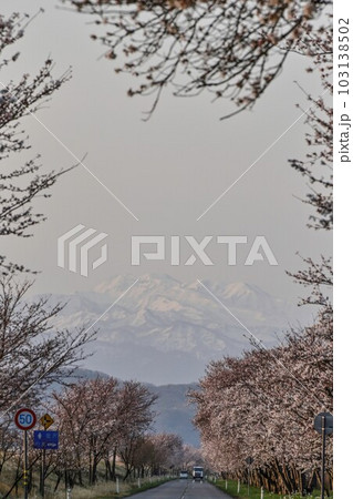 河北潟干拓地の母恋街道千本桜 103138502